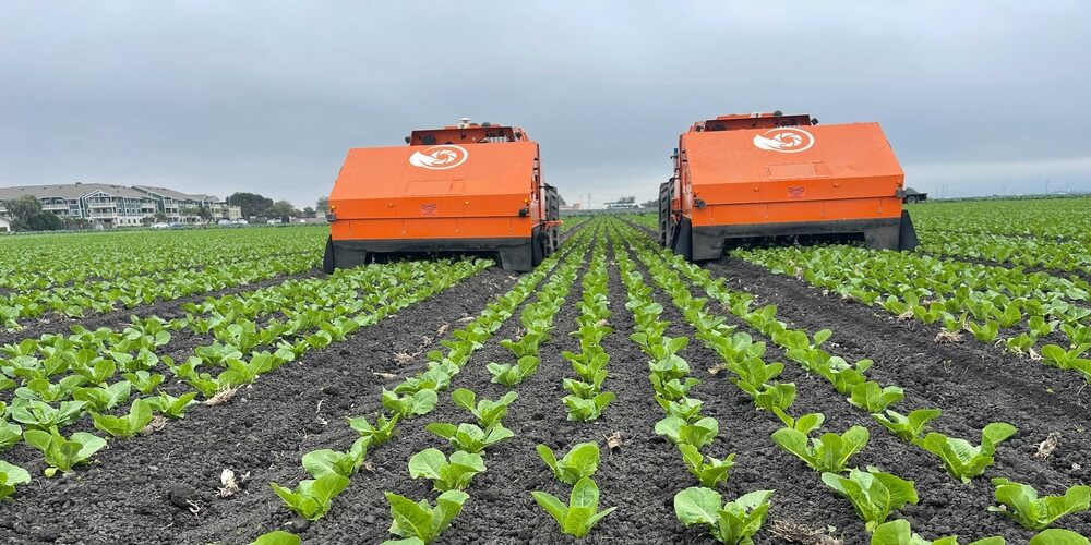 A pair of FarmWise Titan robots working on a field of crops
